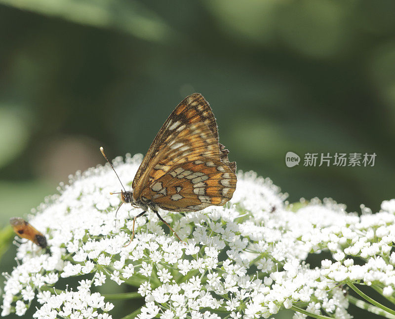 稀缺的毛茸茸 （尤菲德里亚斯 · 马图纳）